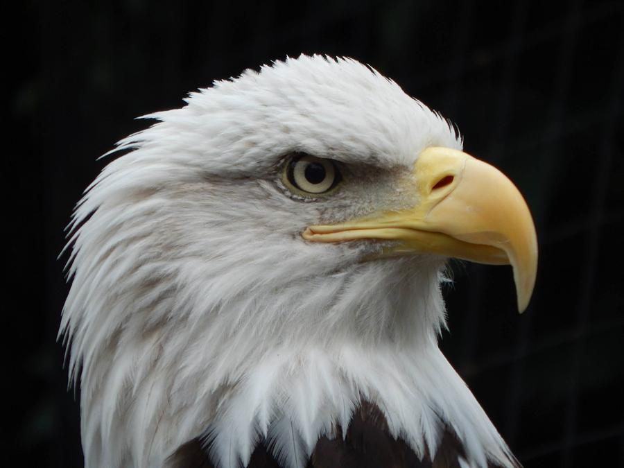 Eagle Photograph - Bald Eagle by Tony Gustina