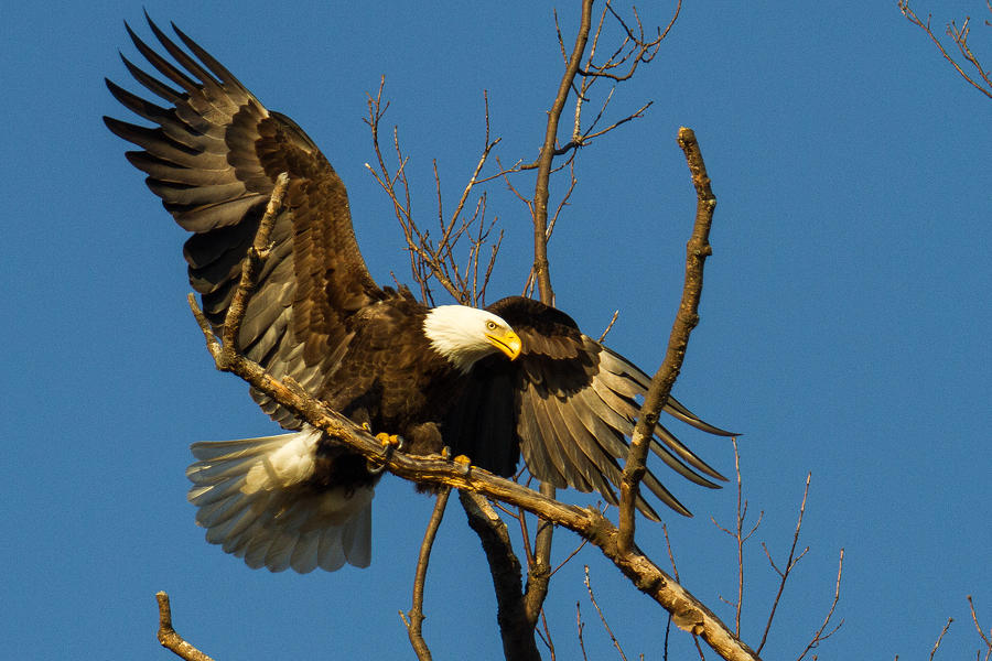 Bald Eagle Touching Down Photograph by Eleanor Abramson
