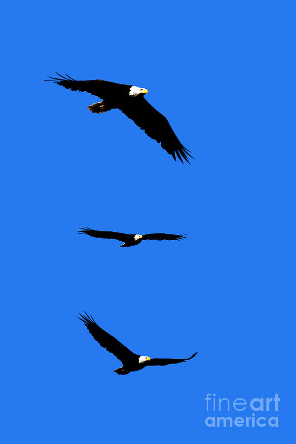 Bald Eagle Triptych Photograph by Thomas Marchessault