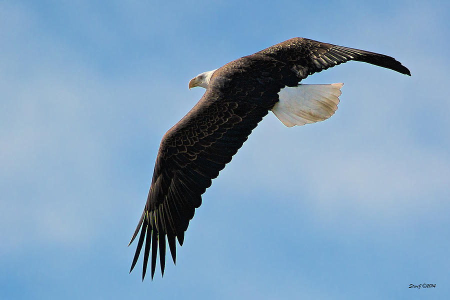 Nature Photograph - Bald Eagle Turning by Stephen Johnson