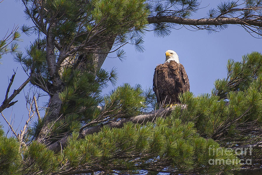 Eagle Photograph - Bald Eagle by Twenty Two North Photography