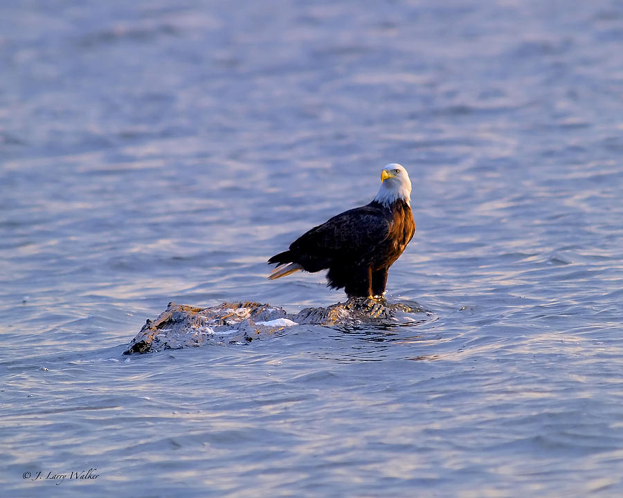 Bald Eagle Waiting For A Fish Digital Art by J Larry Walker