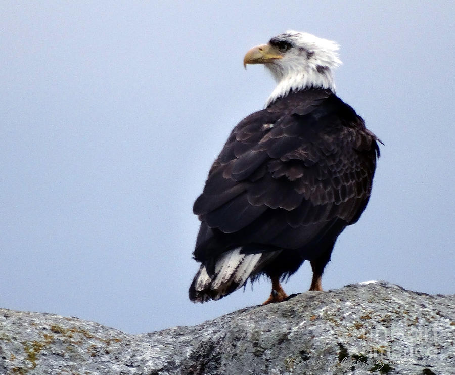 Bald Eagle Photograph - Bald Eagle Watching by Gena Weiser