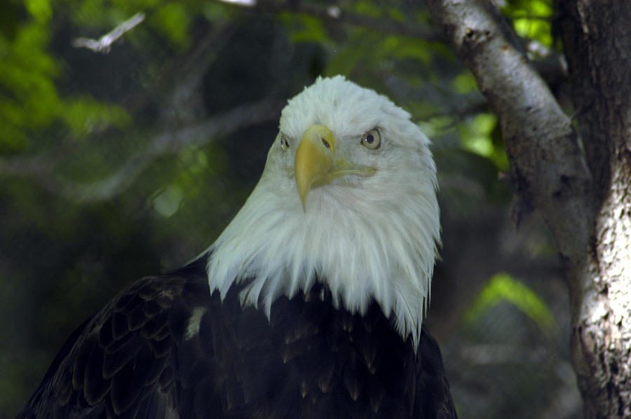 Bald Eagle Watching Photograph by Jackie Lambert