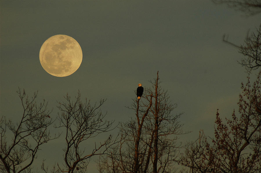 Bald Eagle Watching the Full Moon Photograph by Raymond Salani III