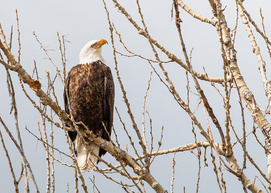 Bald Eagle Watching the Sky Photograph by Dawn Key