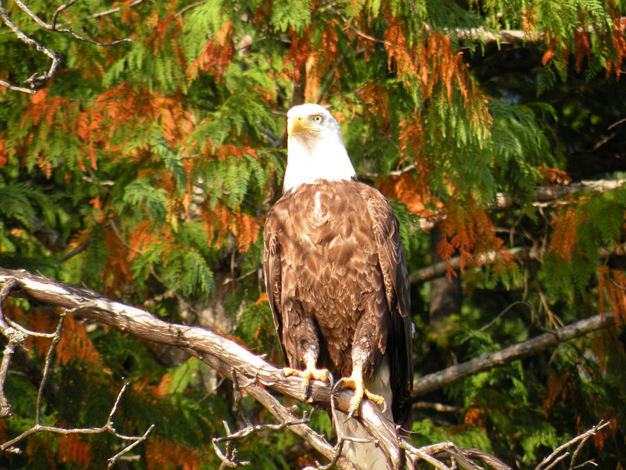 Eagle Photograph - Bald Eagle by Wendy Brunell