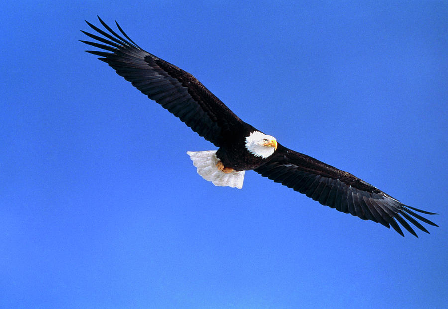 Bald Eagle Photograph by William Ervin/science Photo Library