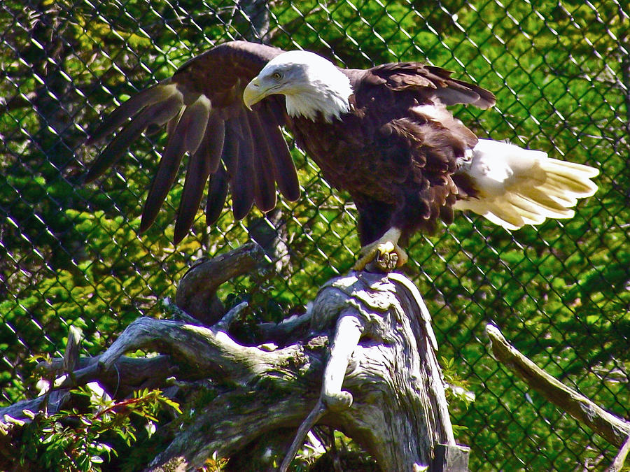 Bald Eagle with a Broken Wing in Salmonier Nature Park, Newfoundland ...