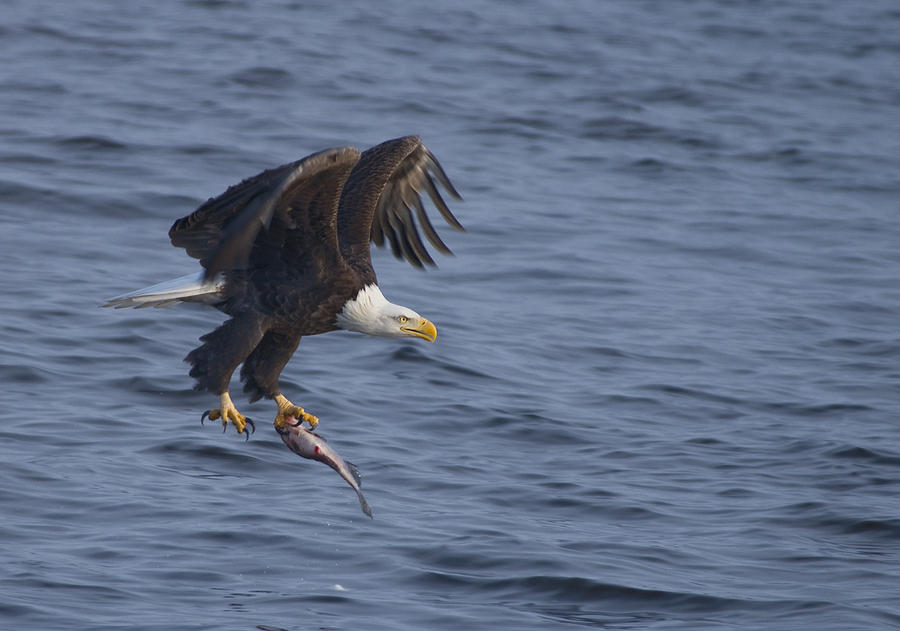 Bald Eagle with a Fish Photograph by Larry Bohlin