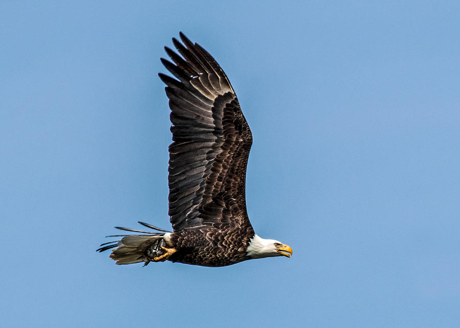 Bald Eagle with Catch of the Day Photograph by Dawn Key