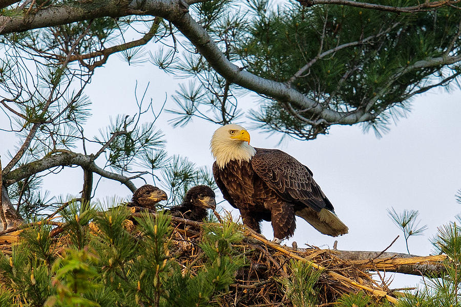 Bald Eagle with Eaglets  Photograph by Everet Regal