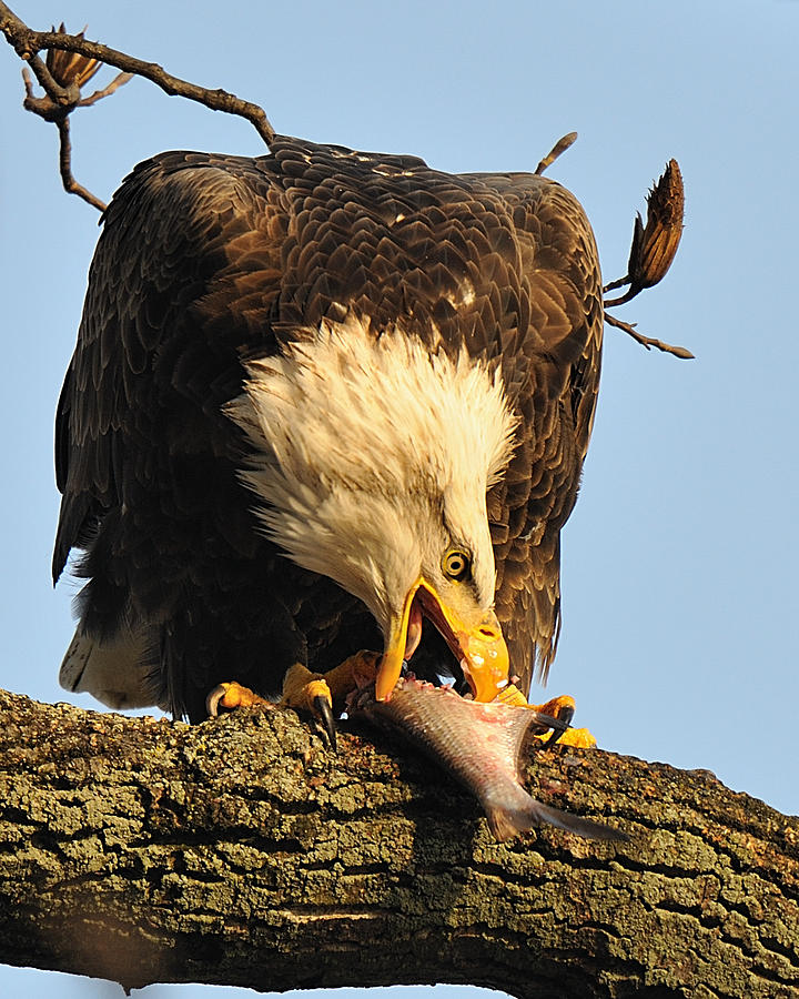 Bald Eagle with Fish 2 Digital Art by Angel Cher - Fine Art America