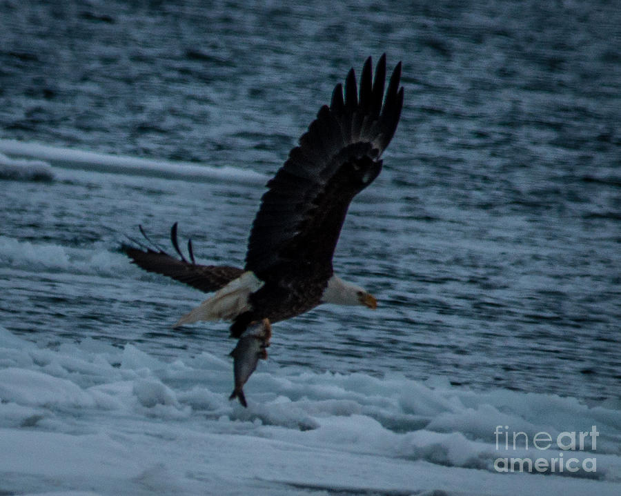 Bald Eagle with fish 2 Photograph by Ronald Grogan - Fine Art America