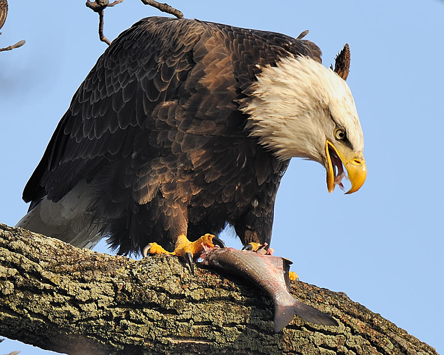 Bald Eagle with Fish Digital Art by Angel Cher - Fine Art America