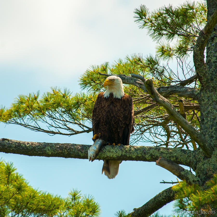 Bald Eagle with Fish Catch Photograph by Brenda Jacobs