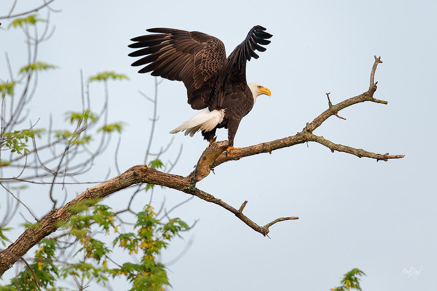 Bald Eagle with fish Photograph by Everet Regal