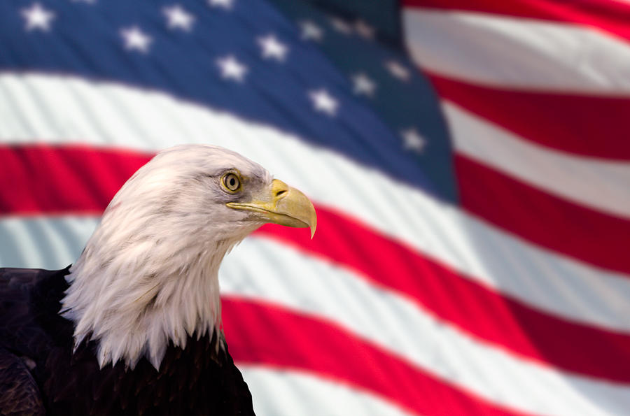 Bald Eagle with Flag Photograph by Dancasan Photography - Pixels