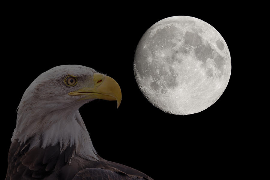Bald Eagle With Full Moon - 2 Photograph