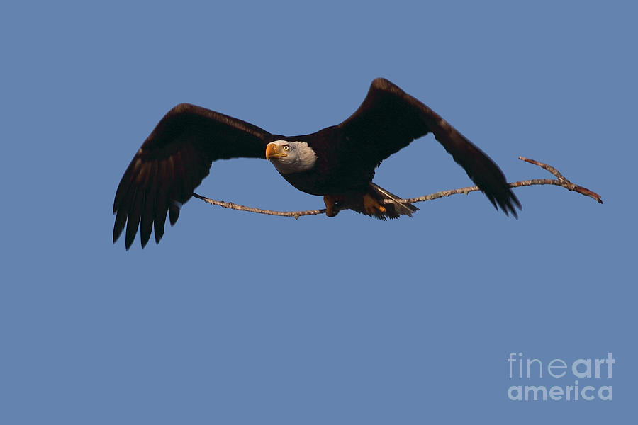 Bird Photograph - Bald Eagle with Nesting Supplies by Meg Rousher