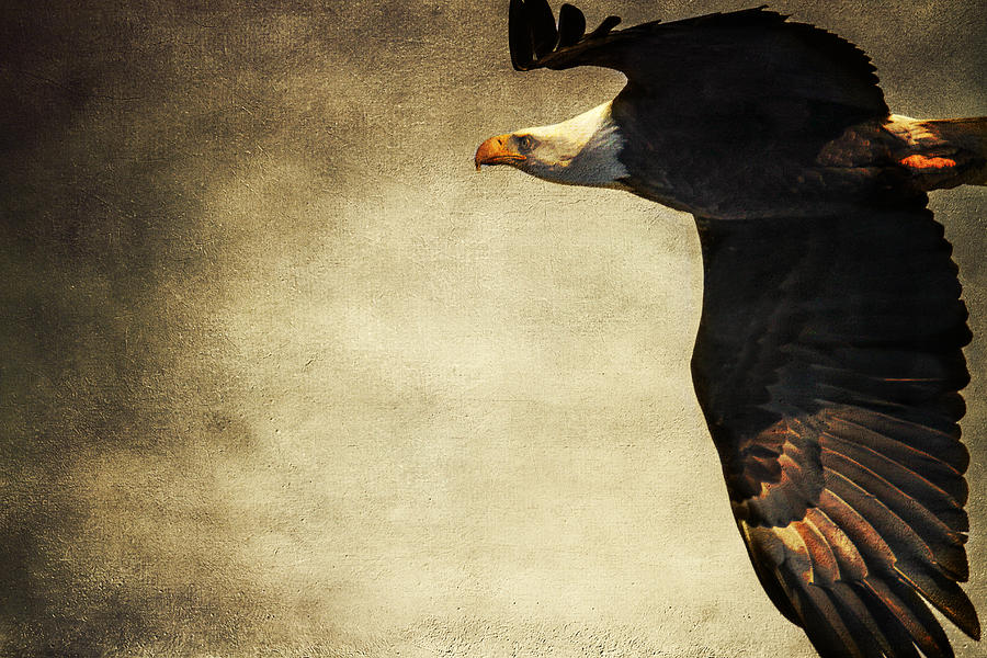 Bald Eagle with Texture Photograph by Eleanor Abramson