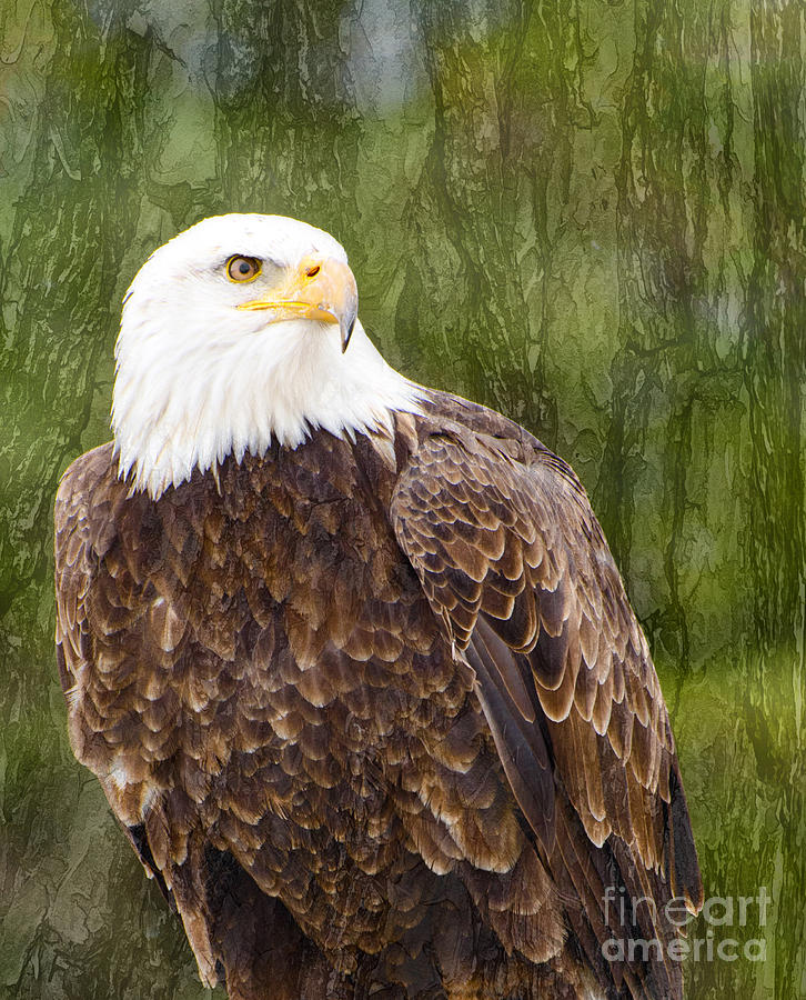 Bald Eagle - with texture Photograph by Les Palenik
