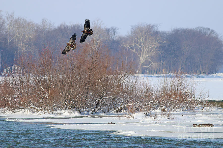 Bald Eagles at Providence Dam 1107 Photograph by Jack Schultz