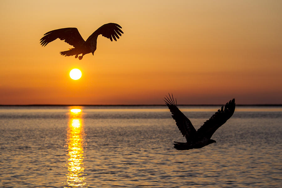 Bald eagles at sunset in flight Photograph by D. Robert Franz