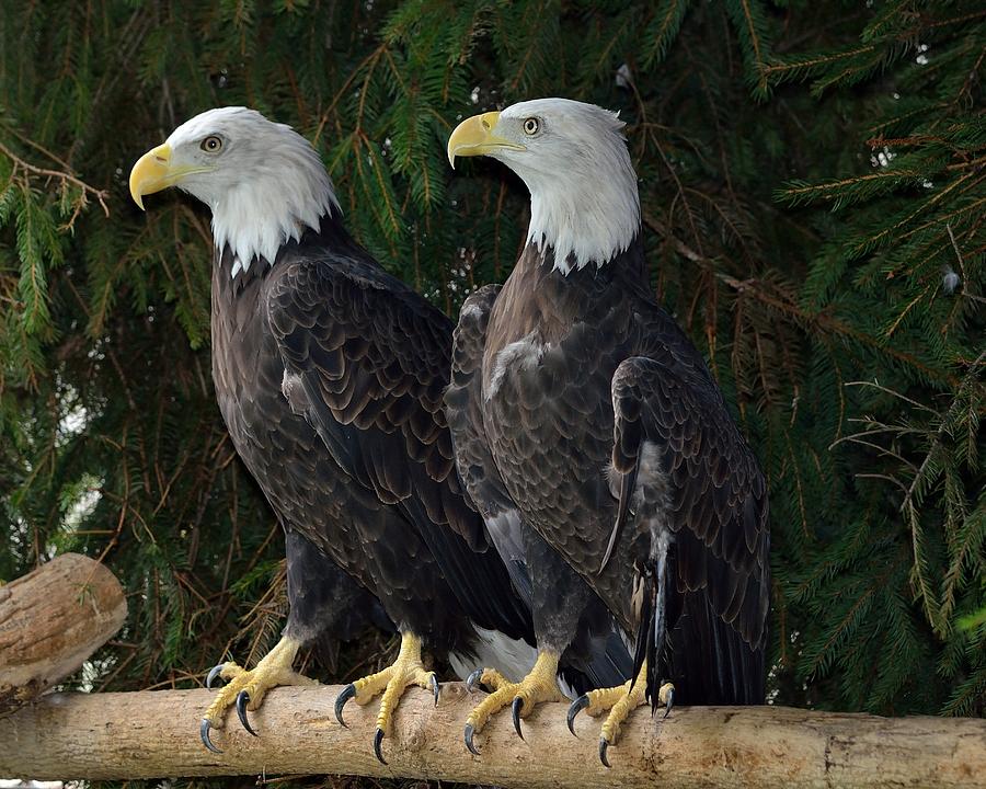 Bald Eagles Photograph by Deborah Ritch
