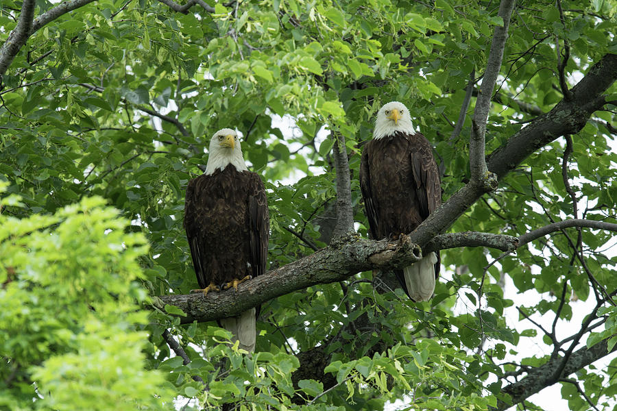 Bald Eagles Photograph by Dr P. Marazzi/science Photo Library