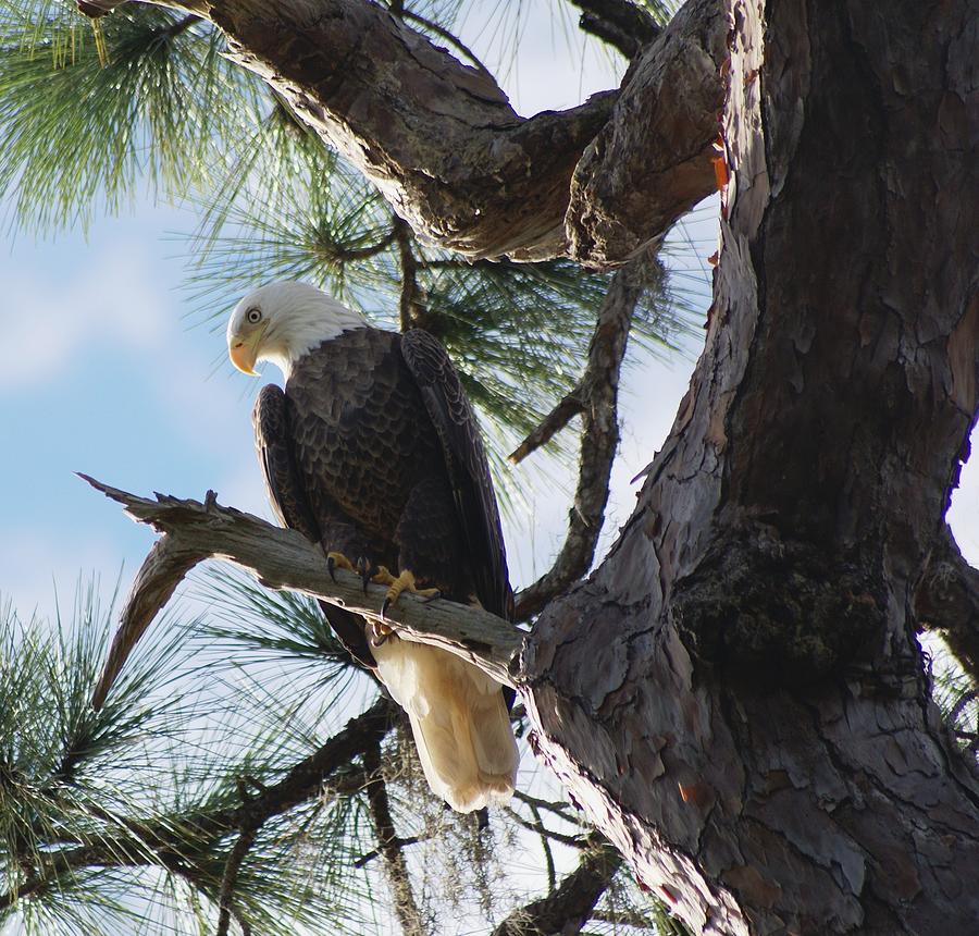 Wildlife Photograph - Bald Eagles Eye View by Patricia Twardzik