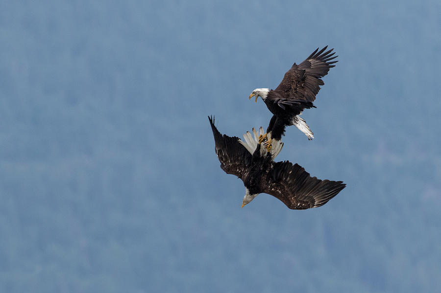 Eagle Photograph - Bald Eagles Fighting by Ken Archer