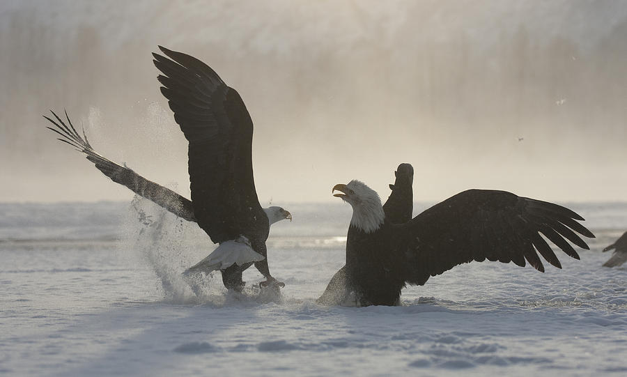 Bald Eagles Fighting Over Food Chilkat Photograph by Michael Quinton