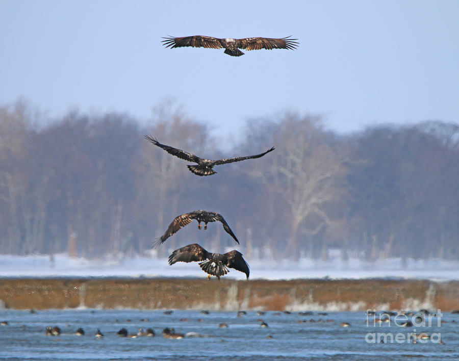 Bald Eagles Flying into the Wind at Providence Dam  9275 Photograph by Jack Schultz