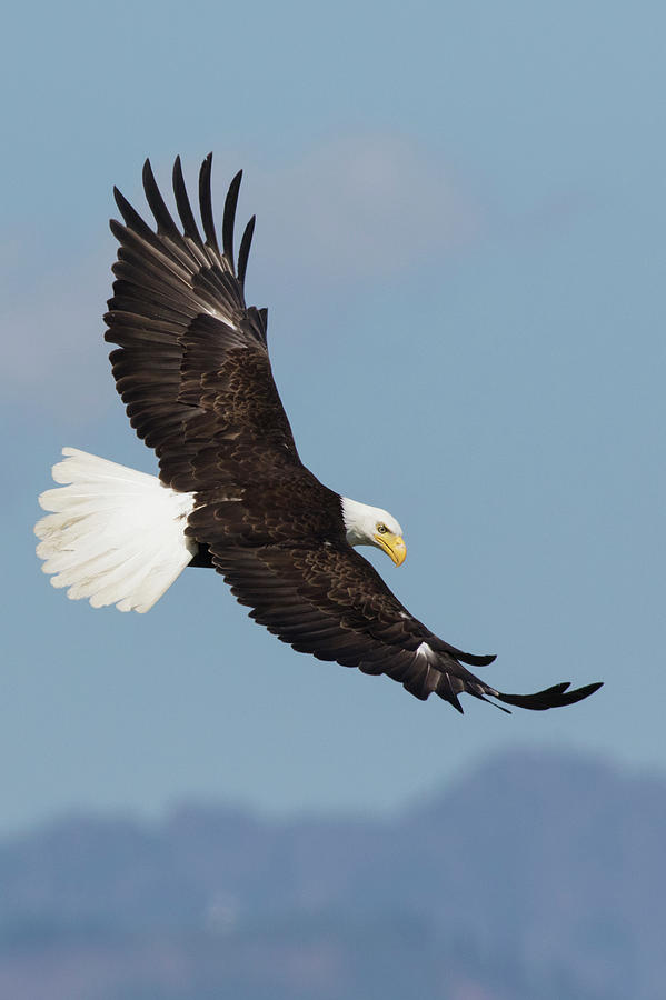 Bald Eagle Flying Above Body Of Water During Daytime - vrogue.co