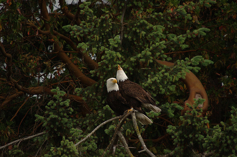 Bald Eagles Greeting Pair 011 Photograph By Irvin Damm Pixels