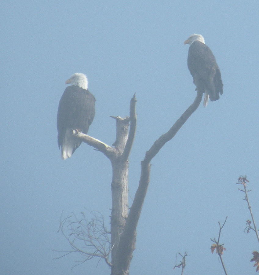 Bald Eagles in the Fog Photograph by Brian Chase - Fine Art America