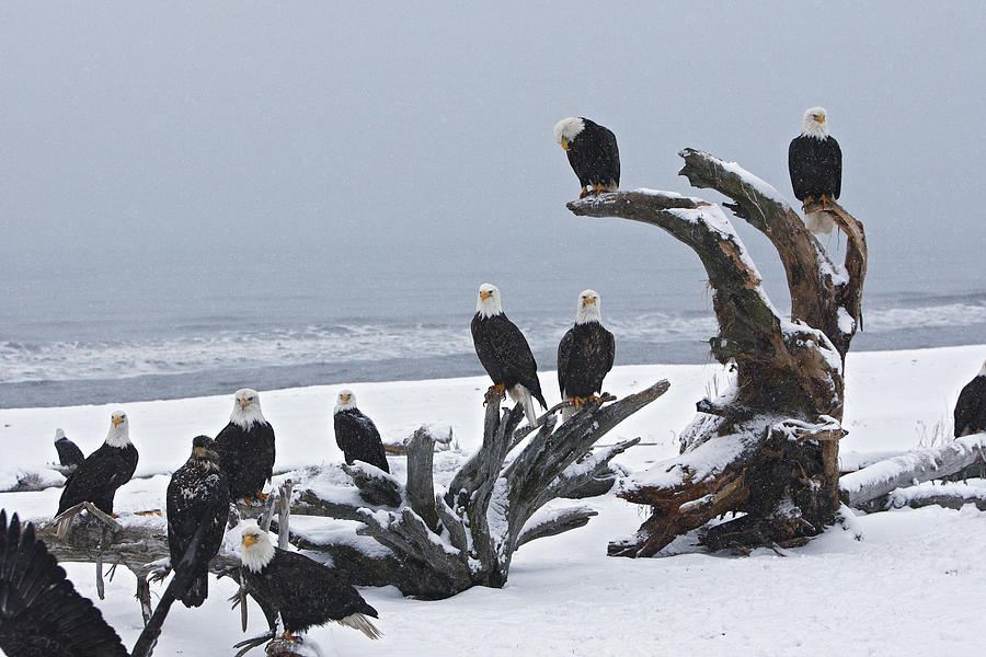 Bald Eagles Photograph by M. Watson