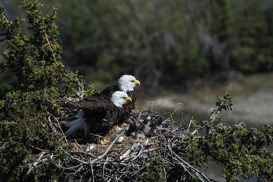 Eagle Photograph - Bald Eagles Nesting by Mark Newman