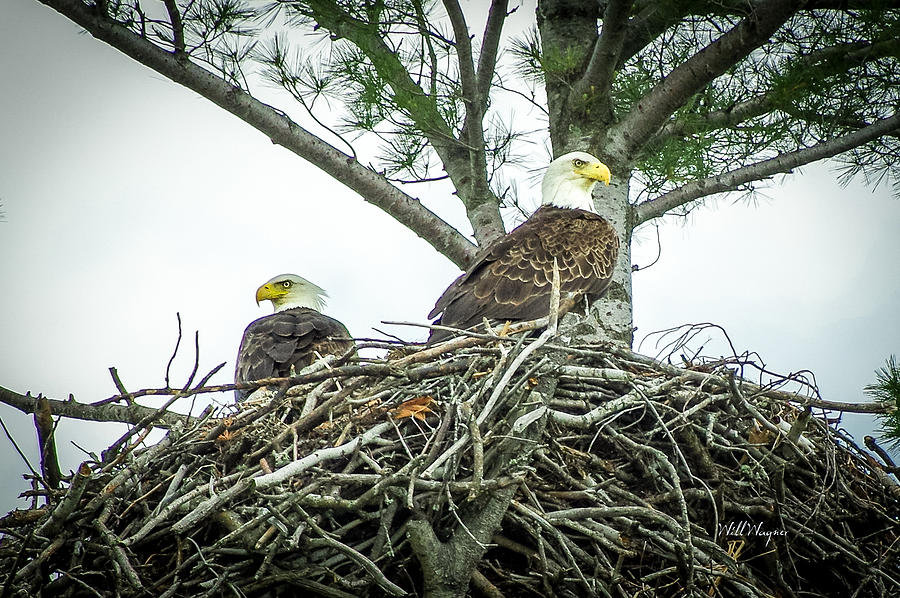Bald Eagles Nesting Photograph by Will Wagner