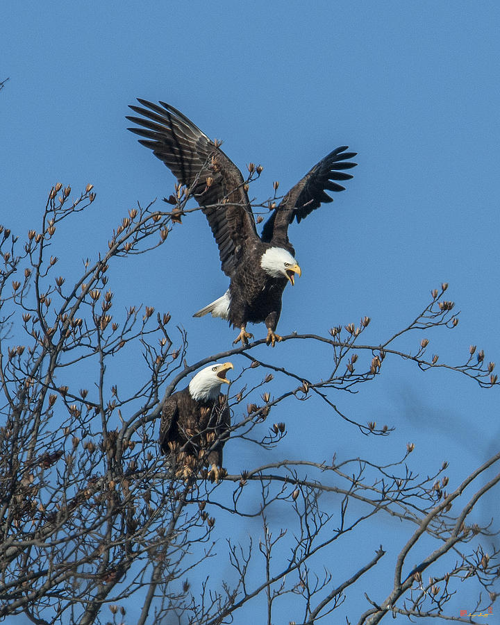 Bald Eagles Screaming DRB169 Photograph by Gerry Gantt