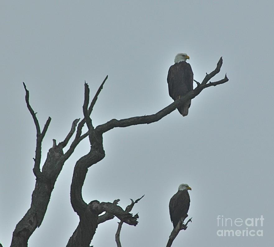 Bald Eagles  Photograph by Tracy Rice Frame Of Mind