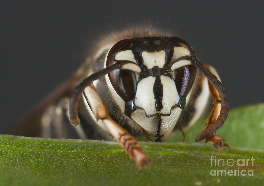 Animal Photograph - Bald-faced Hornet by Scott Camazine