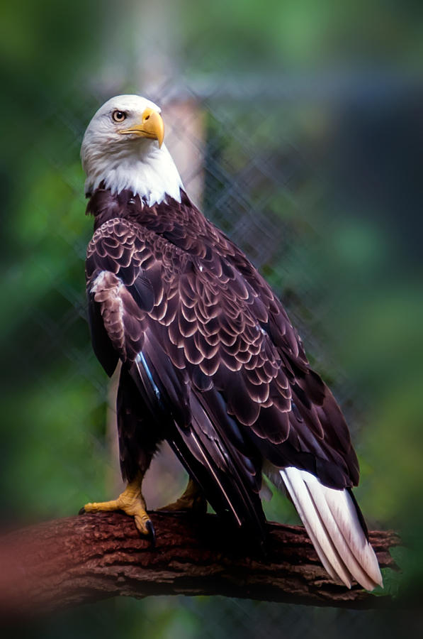 Bald Head Eagle Photograph by Alex Grichenko