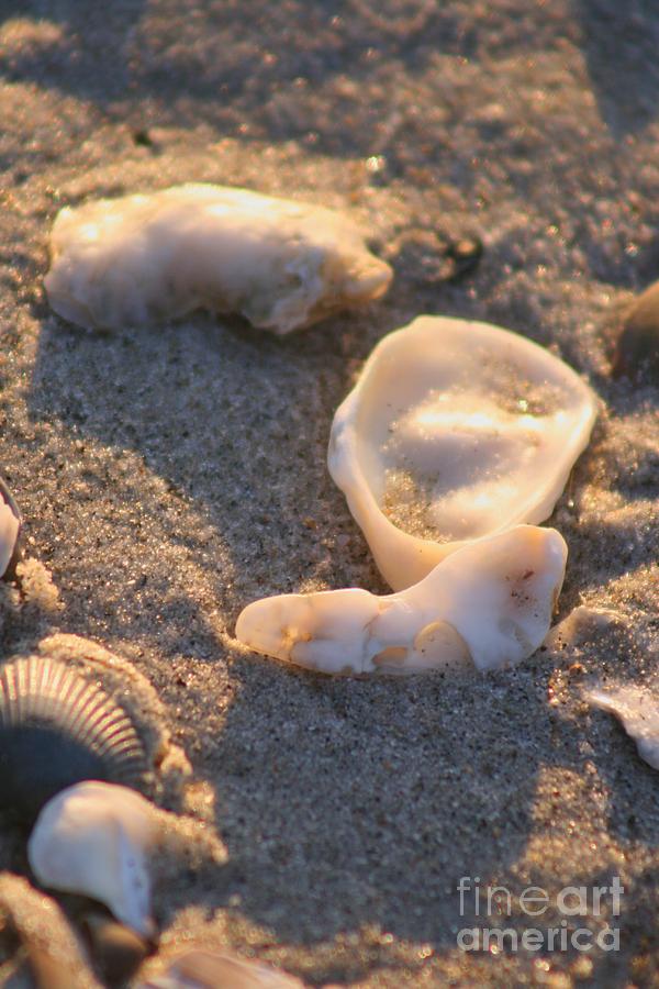 Shell Photograph - Bald Head Island Shells by Nadine Rippelmeyer
