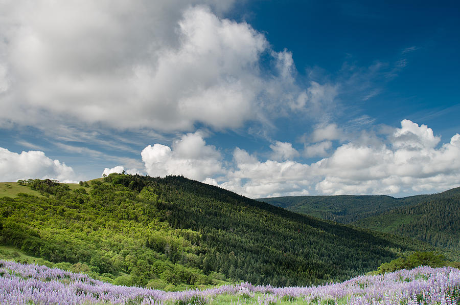 Bald Hills in Spring Photograph by Greg Nyquist