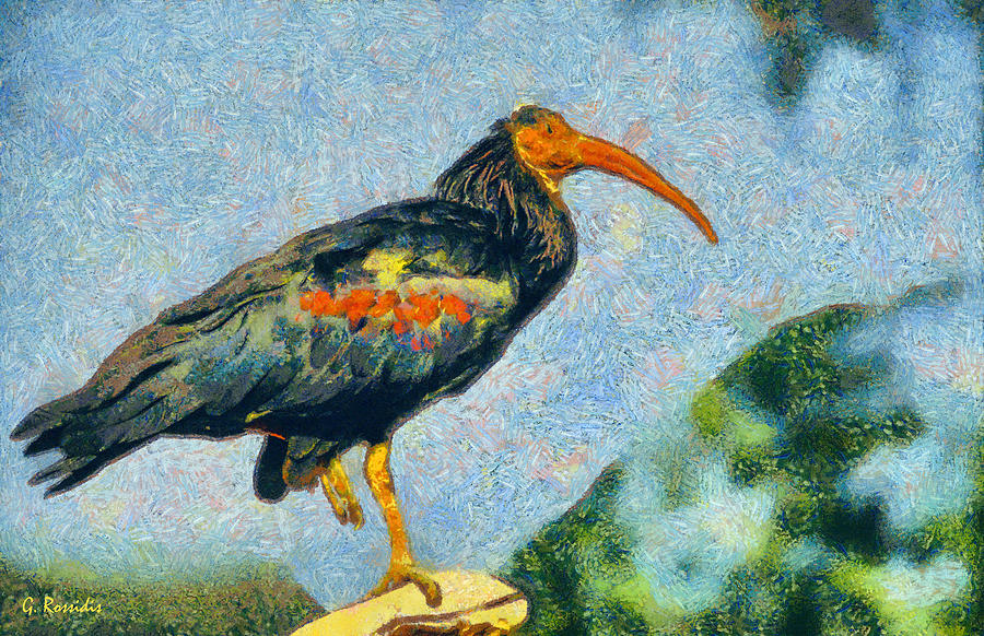 Bald ibis Painting by George Rossidis