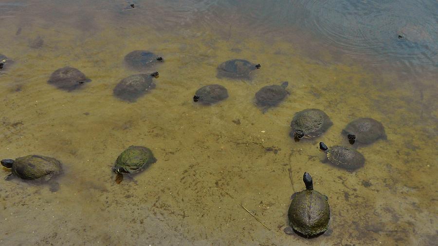 Bale of Turtles 8/20 Photograph by Mark Lemmon - Fine Art America