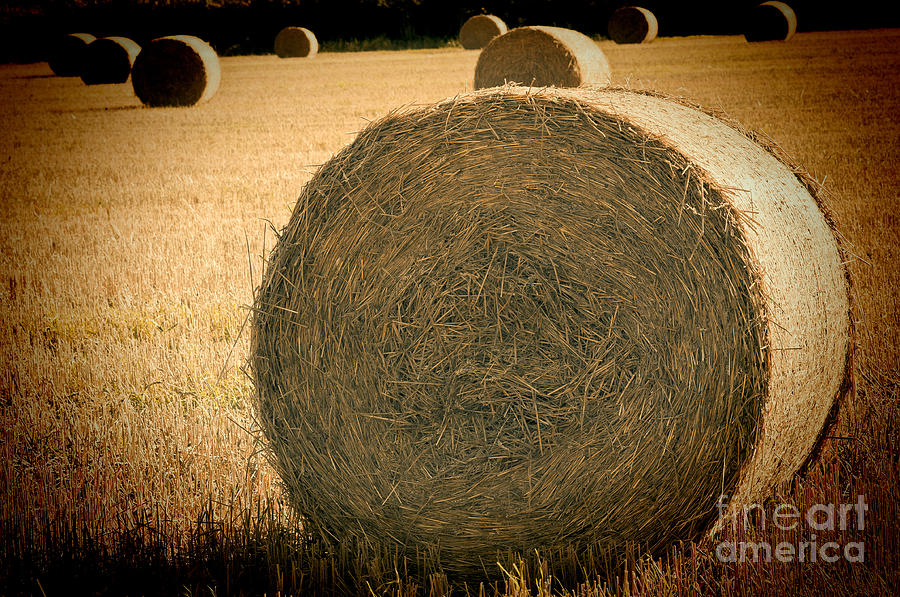 Baled Out 2 Photograph by Steve Purnell