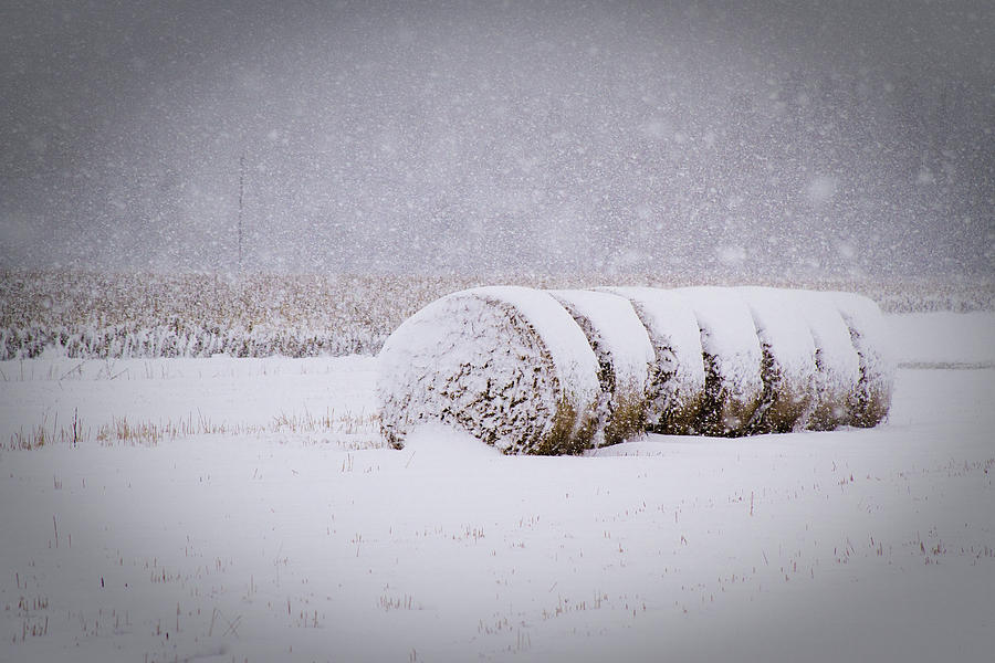 Bales in snow Photograph by Daniel Martin
